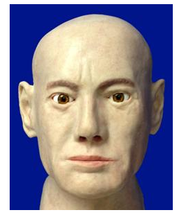 皮瓣修复及缝合手术训练头部模型—含耳部结构 sims-