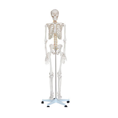 人体骨骼模型180cm ry-a1001