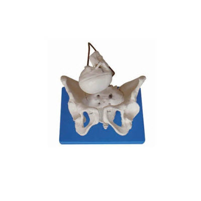 女性骨盆带胎儿头颅骨模型 ry-a1026