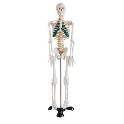 85cm人体骨骼带神经模型 ry-1004