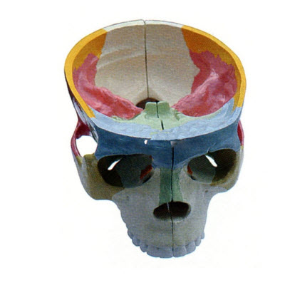 彩色颅底解剖模型 yj/jj1295