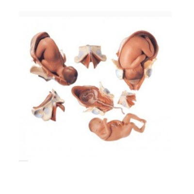 足月胎儿分娩过程模型 gd/a42007