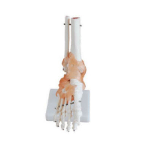 产前宫颈变化模型 JC-F8003