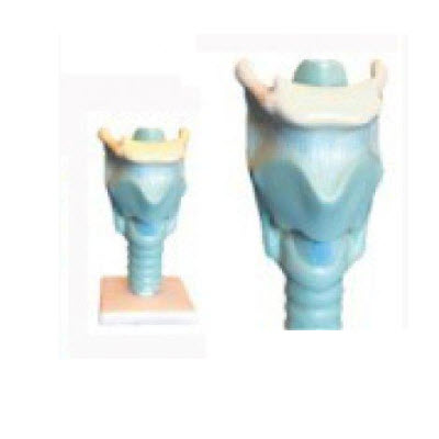 喉软骨/喉软骨放大模型 md055/0551