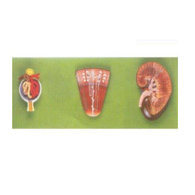 肾与肾单位、肾小球放大模型 gd/a14007