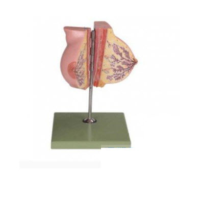 静止期女性乳房模型 gd/a15110