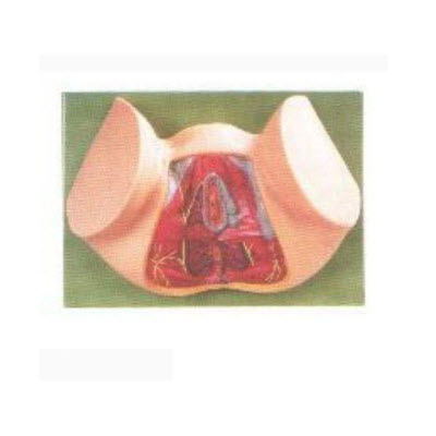 女性会阴模型 gd/a15113