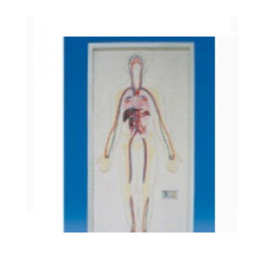 浮雕式全身周围神经电动模型(用于科普) me102