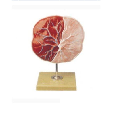 胎盘脐带模型 gd/a42010/1