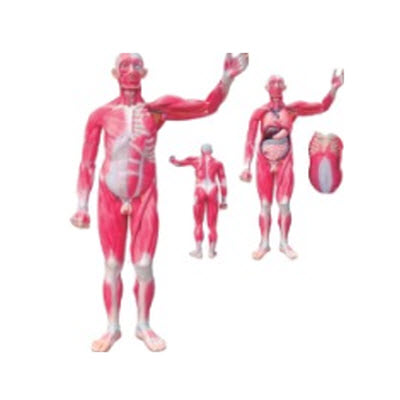 人体全身肌肉解剖附内脏模型 ry-a1031