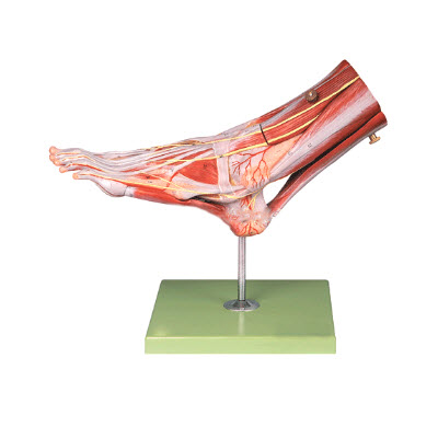 足肌附主要血管神经模型 yj/jj1303