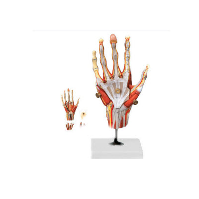 手肌附主要血管神经模型 yj/jj1302