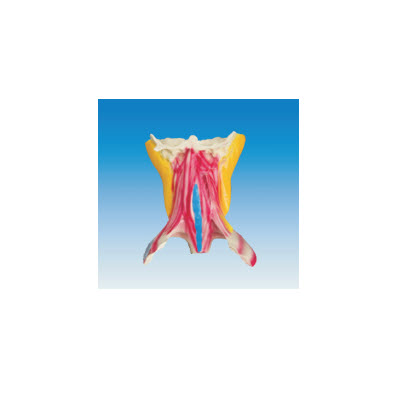 颈深层肌肉解剖模型 yj/jj1289