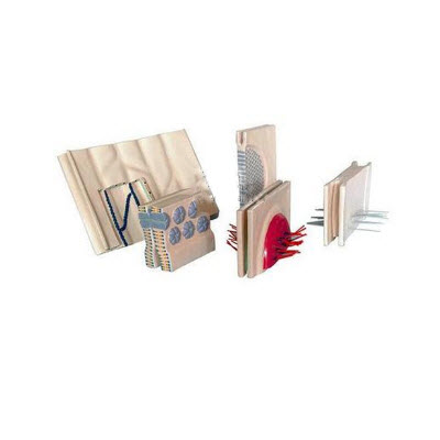 上皮细胞的侧面连接模型 YJ/ZZ2015