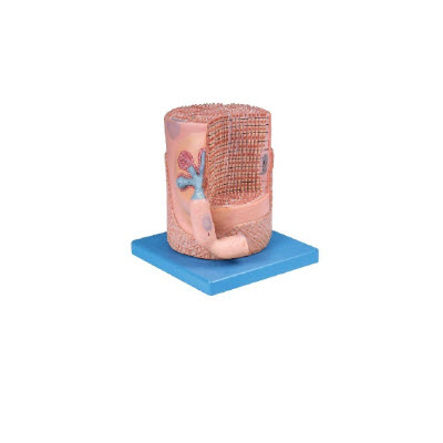 骨骼肌纤维与运动终板放大模型 YJ/ZZ2013