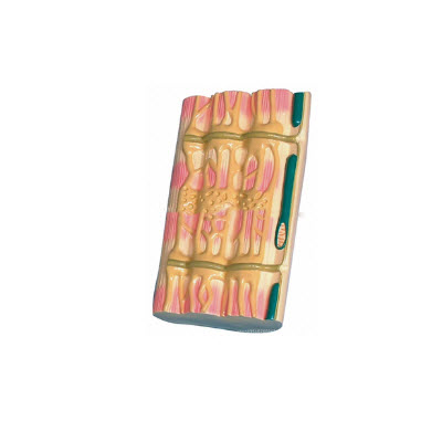 骨骼肌超微结构模型 YJ/ZZ2012