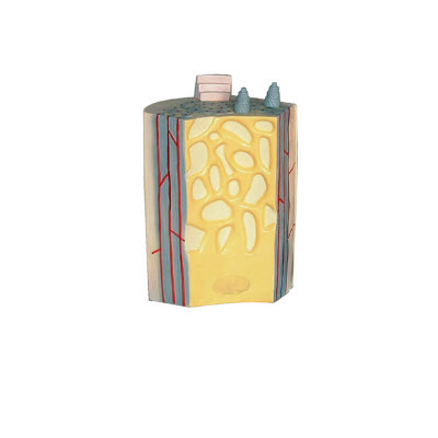 长骨骨干及骨板结构模型 YJ/ZZ2011