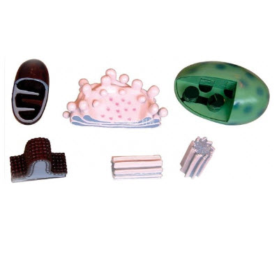 细胞器放大模型 YJ/ZZ2008