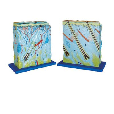 皮肤模型 YJ/ZZ2003