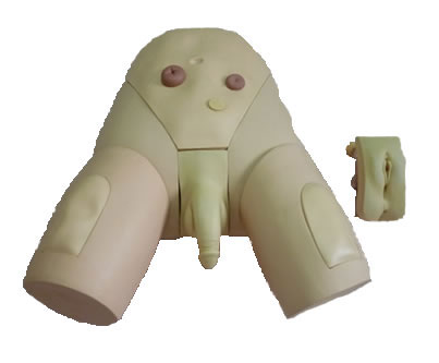 高级下半身护理模型(男\女生殖器互换